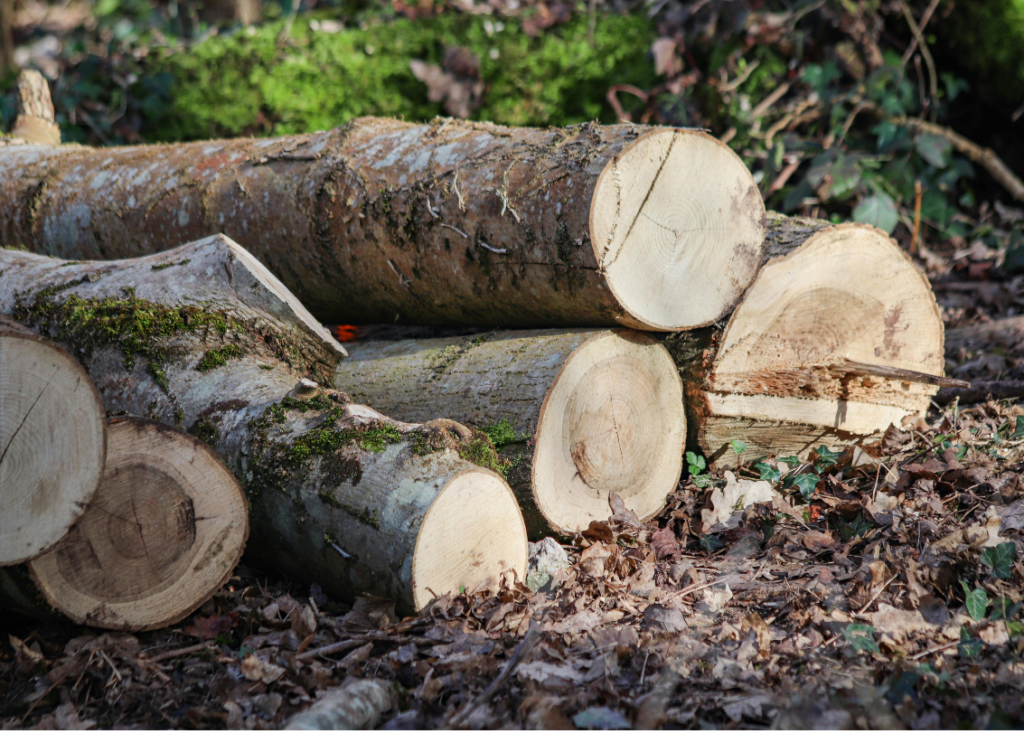 Jardins en mode hivernal - Durance Fôret Paysages à Oraison