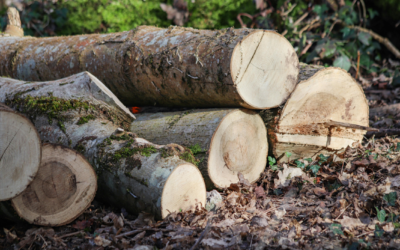 Jardin en mode hivernal