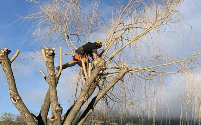 L’Automne au jardin