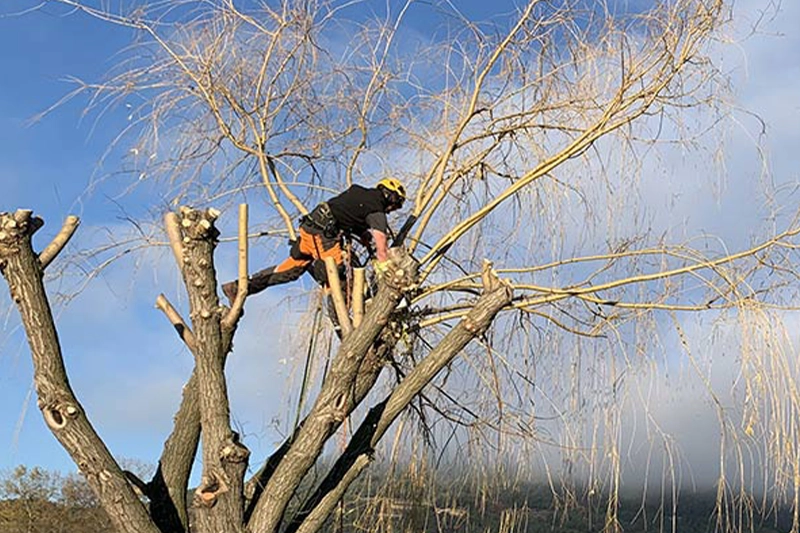 L'automne au jardin bien plus qu'une saison une préparation essentielle pour l'année à venir - Durance Fôret Paysages