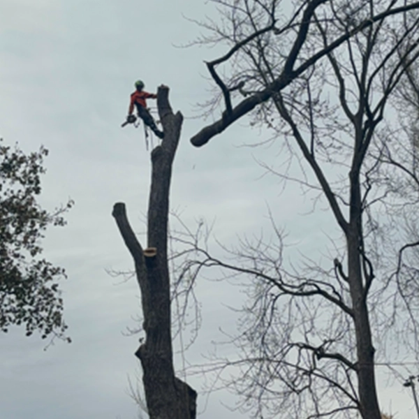 Abattage et démontage arbre - Durance Forêts Paysages à Oraison Abattage et démontage arbre - Durance Forêts Paysages à Oraison