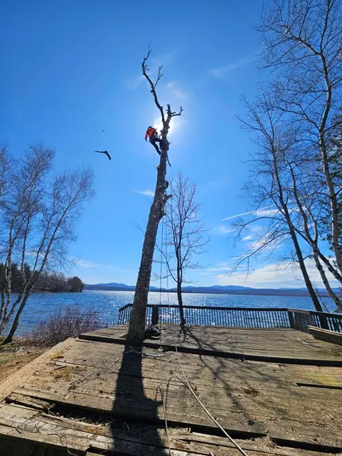 Démontage abattage peuplier - Durance Forêts Paysages dans les Alpes-de-Haute-Provence Élagueur-grimpeur démontant un peuplier au bord d’un lac, Alpes-de-Haute-Provence - Durance Forêts Paysages