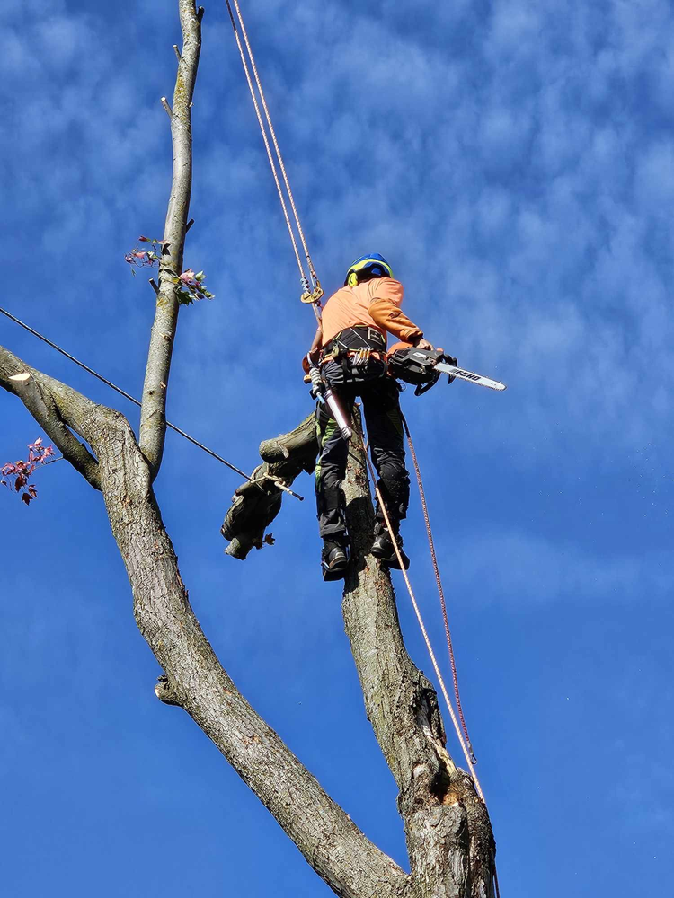 Démontage et abattage arbre - Durance Forêts Paysages à Oraison Démontage et abattage arbre - Durance Forêts Paysages à Oraison