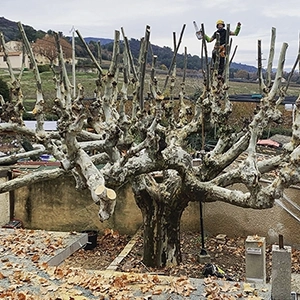 Elagage platanes Manosque - Durance Forêts Paysages Elagage platanes Manosque - Durance Forêts Paysages