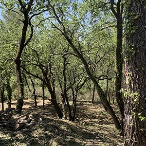 Mise aux normes DFCI - Durance Fôrets Paysages Mise aux normes DFCI - Durance Fôrets Paysages