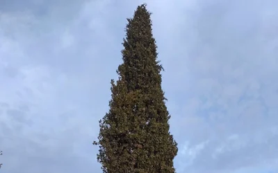 Maladies des arbres en Provence
