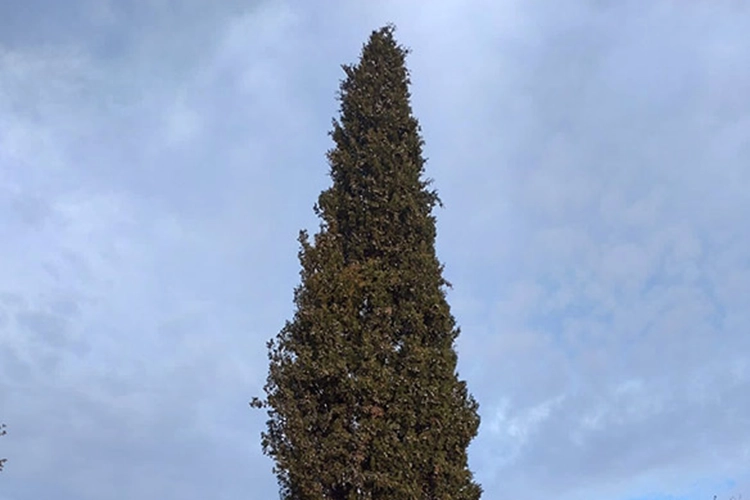 Symptômes du chancre du cyprès sur une haie à Oraison - diagnostic par Durance Forêts Paysages