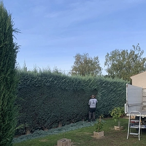 Taille de haies à Volx - Durance Forêts Paysages Taille de haies à Volx - Durance Forêts Paysages