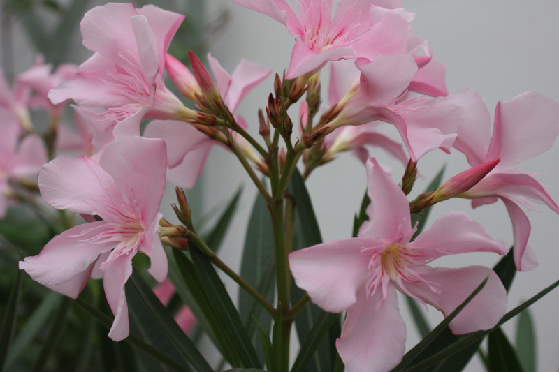 Quelles fleurs résistent à la sécheresse en Provence : découvrez les conseils d'entretien et de taille de Durance Forêt Paysages pour l'été.