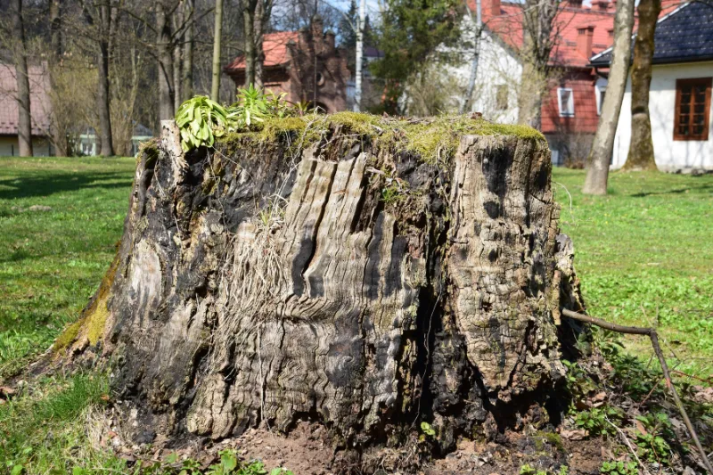Vieille souche d'arbre recouverte de mousse dans un jardin, à retirer après abattage
