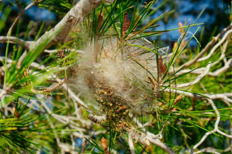 Nid de chenilles processionnaires dans un pin à Villeneuve Durance Forêts Paysages